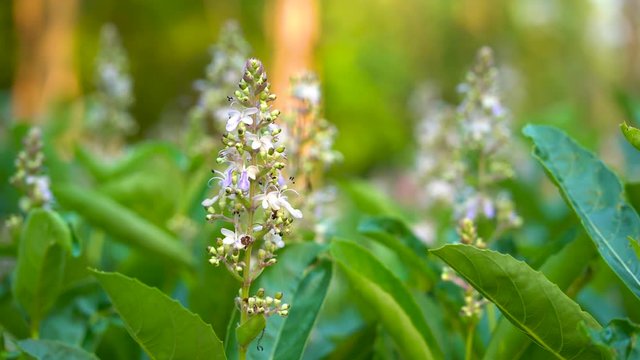 Clerodendrum Serratum-Rotheca serrata is an herb with many benefits herbaceous plants in summer