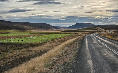 A Flock of Sheep Graze in a Field Next to the Historic Ring Road of Iceland as it Curves and Disappears into the Distance