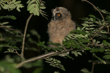 owl, wildlife, bird,  long-eared owl