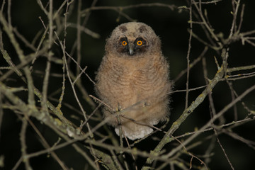 owl, wildlife, bird,  long-eared owl