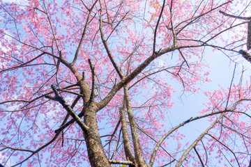 Beautiful cherry blossom flower with full bloom in Chiang Mai Thailand