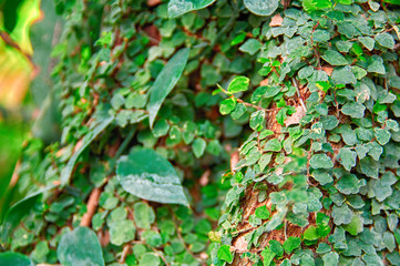 Liana covers green leaves with tree trunk in jungle. Selective focus, blurred background. Sunny Daylight.
