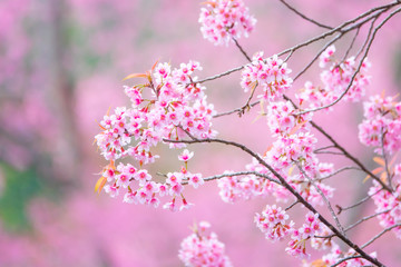 Beautiful cherry blossom flower with full bloom in Chiang Mai Thailand