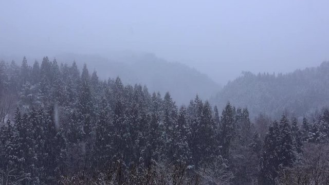 winter forest with snow