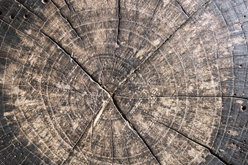 Fototapeta premium Old Wooden texture or background