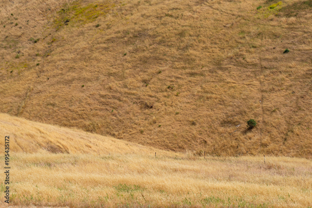 Wall mural yellow dry grass on hill face background