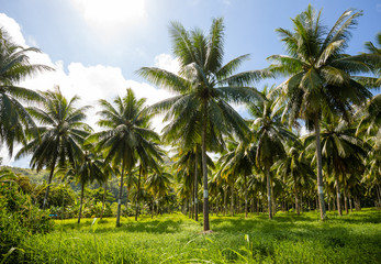 Fototapeta na wymiar Coconut Field in Tahiti French Polynesia
