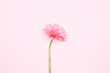 Pink gerbera flower on pink background. Flat lay, top view minimal festive spring flower background.