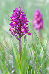 Purple Sambucina orchid (latin name: Dactylorhiza latifolia)