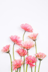 Pink gerbera flower on white background. Flat lay, top view minimal festive spring flower background.