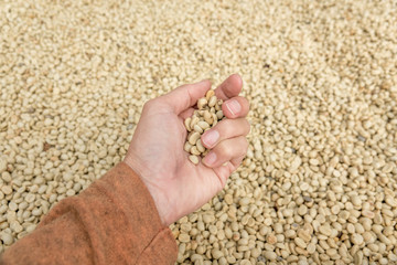 Dried raw coffee grains