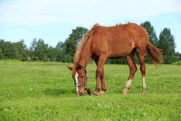 Obraz premium The horse in the grasslands