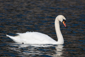 Fototapeta premium Schwan