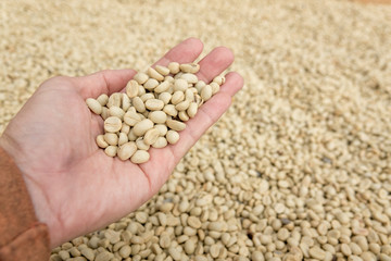 Dried raw coffee grains