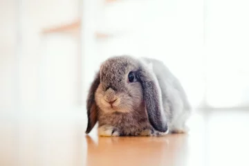 Fotobehang cute Baby Holland lop rabbit © t.paisit