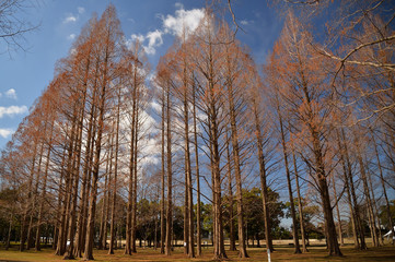 水元公園の曙杉