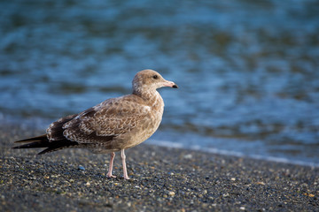 Junge Ringschnabelmöwe (Larus delawarensis) am Strand von Port Renfrew auf Vancouver Island, British Columbia, Kanada.