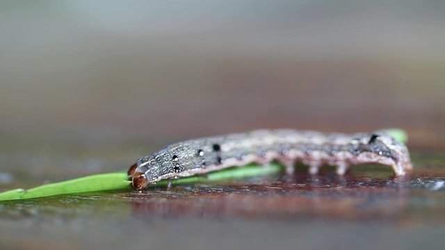 Caterpillar eating green leaf on wooden table. the larva of a butterfly or moth.