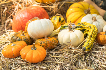 Bunch of pumpkins for sale