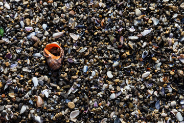 Wet sea pebbles and broken shell.