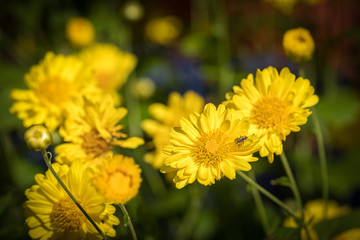 Chrysanthemum flowers bloom in garden