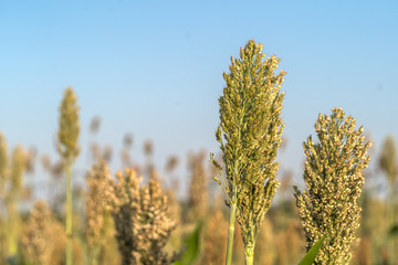 Close up Millet or Sorghum in field of feed for livestock