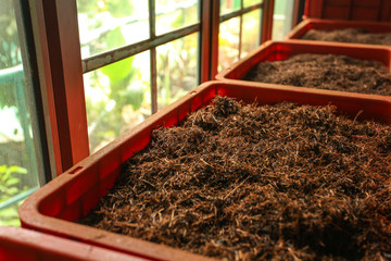 Detail of bulk ceylon tea (orange pekoe leaves being dried) in plastic boxes, with green scenery...