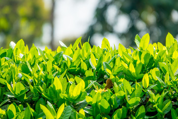 Obraz premium Top of green leaf background