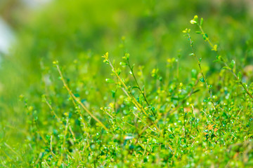 Top of green leaf background