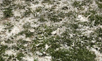 Pollen in park