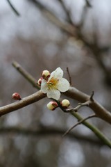 White colored ume blossom 

