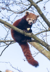 Red panda eating a apple
