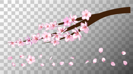 Realistic Cherry Branch Illustration Vector. Sakura Apricot, Peach, Apple Blossom Twig Petals Falling Isolated on Transparent. Realistic Blossom Cherry Branch, Showering Petals, Wedding Decoration