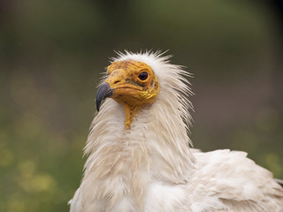 Egyptian vulture (Neophron percnopterus)