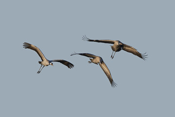 Common crane (Grus grus)
