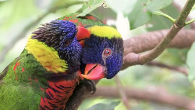 Two parrots sitting in tree branch and making love to each other