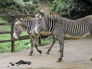 Fototapeta na wymiar Zebras in park