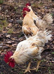 White and yellow rooster looking for food.