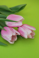 Pink Spring Tulips over a Green background, in a flat lay composition with Copy space. Spring flowers. Vertical Image.