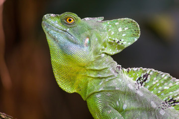 Green crested basilisk lizard - helmeted lizard