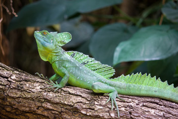 Obraz premium Green crested basilisk lizard - helmeted lizard