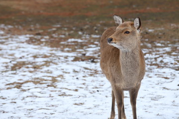 奈良公園の雪景色と鹿