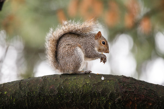 scoiattolo grigio (Sciurus carolinensis)