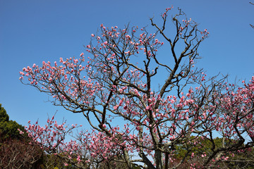 南立石公園の梅