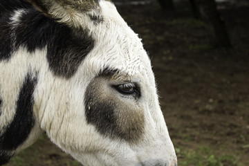 Donkey in stable