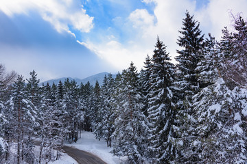 coniferous forest in winter