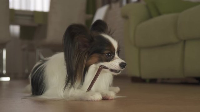 Dog Papillon eats a delicious treat with appetite in living room stock footage video