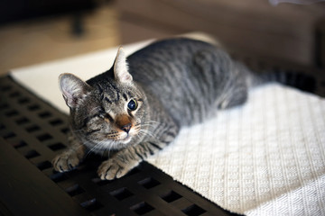 Blind cat or Injured cat with only one eye lying on the table, Poor blind cat. Cat with...