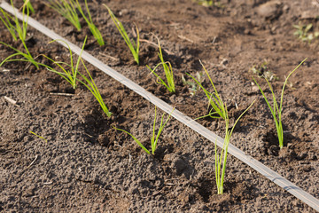 spring planting of crops, seedlings are planted in open ground