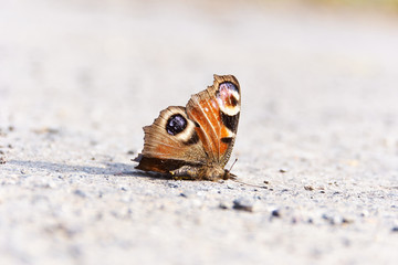 Dead Butterfly on Street
